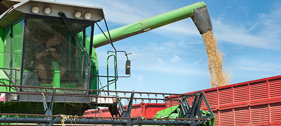 Farmer harvesting beans.