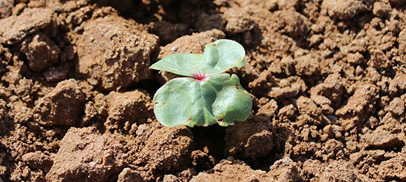 Seedling in an Australian crop field.